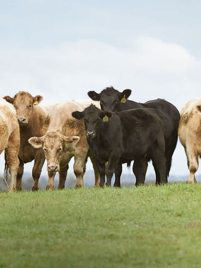 Several cows standing together in a lush green field, enjoying the sunny day.
