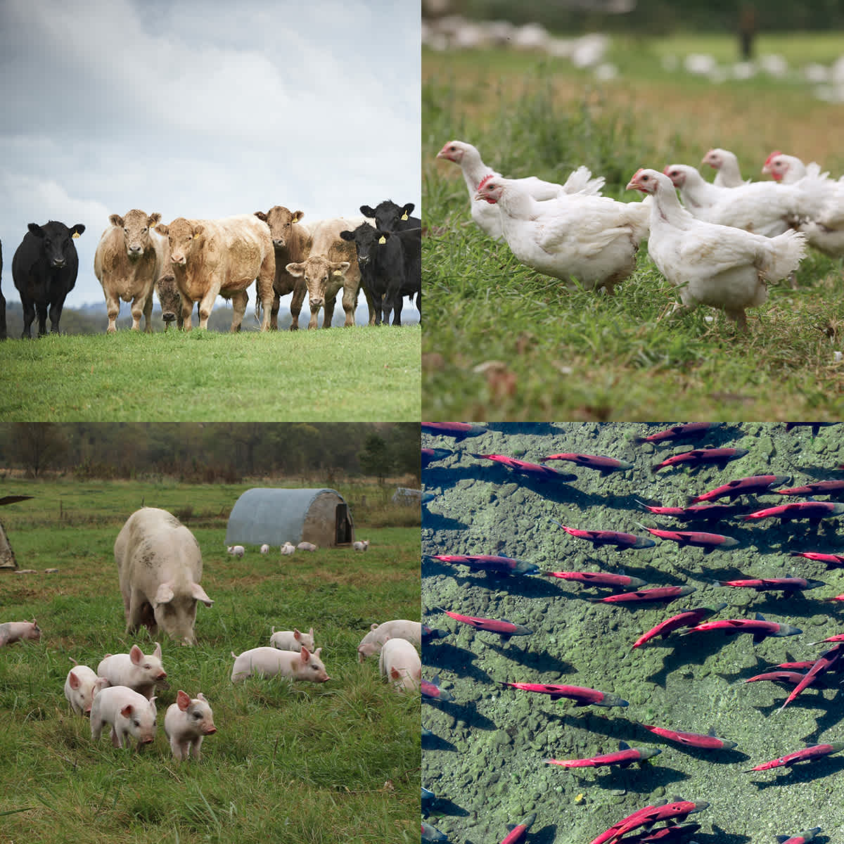 Cows in a field, chickens in the grass, pigs in the grass, and fish in the water
