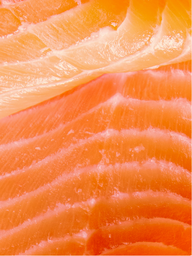 salmon