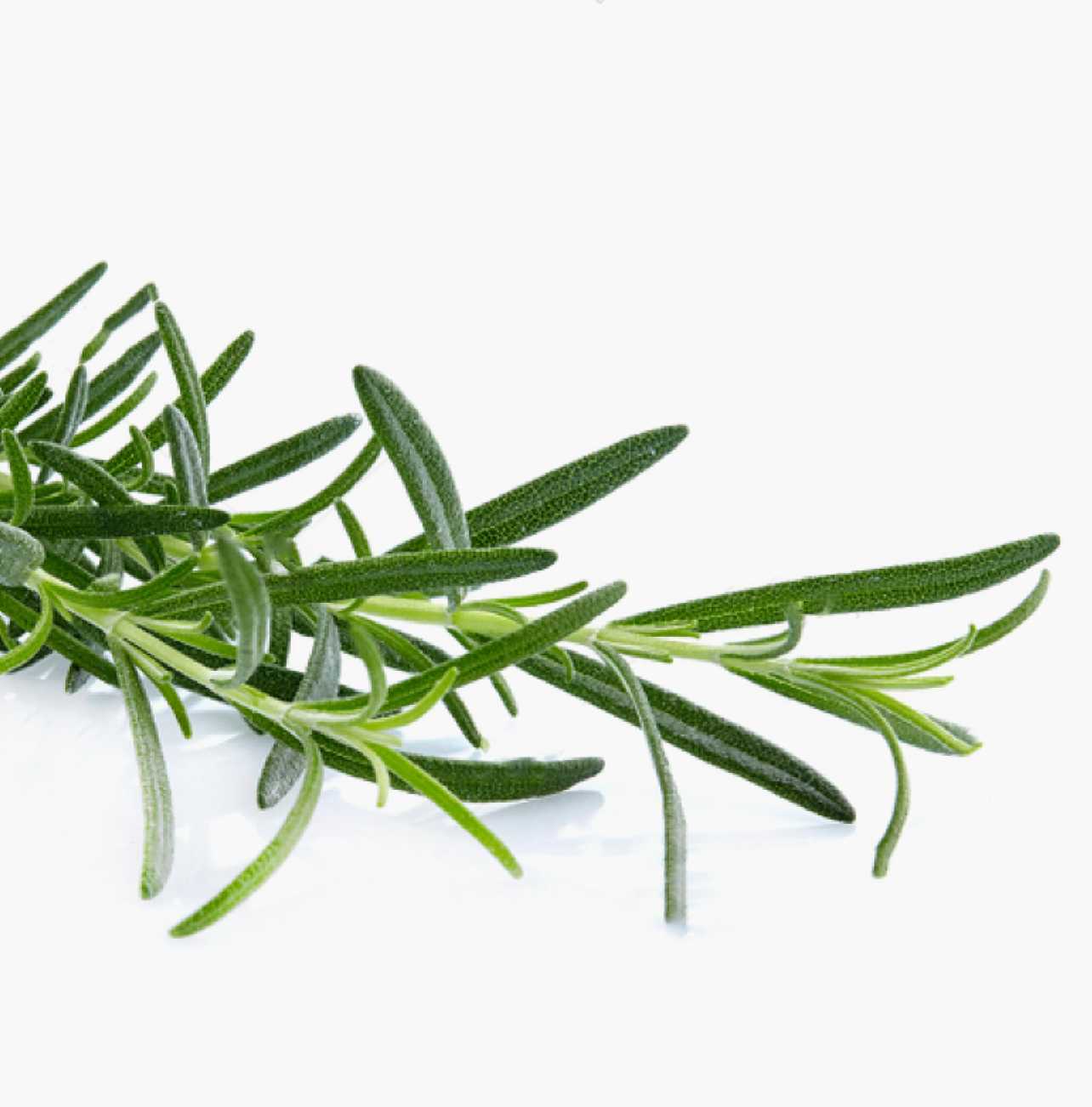 Sprig of bright green rosemary on a white background.