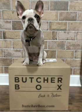 A French Bulldog sitting atop a ButcherBox box