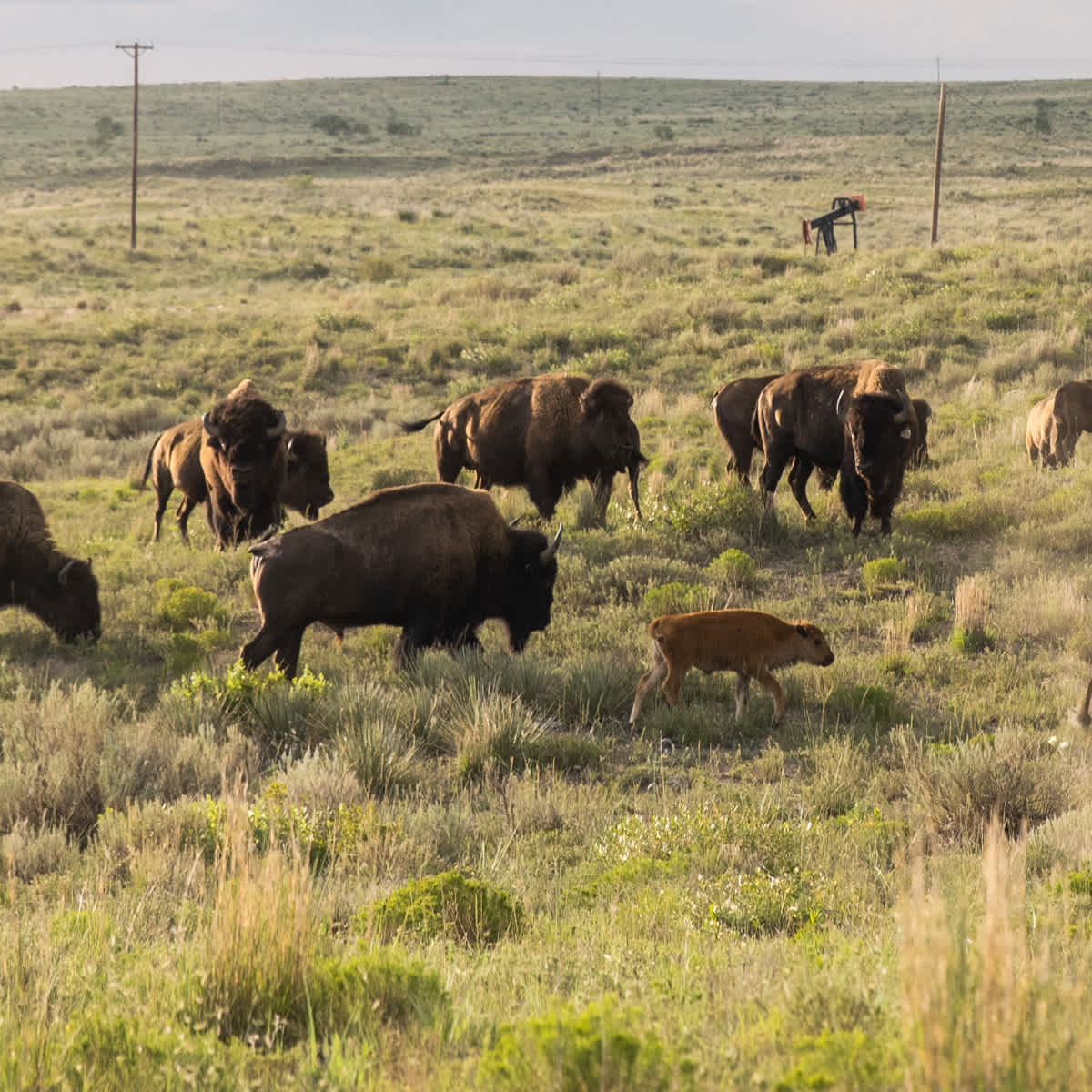 Animals in a grass field