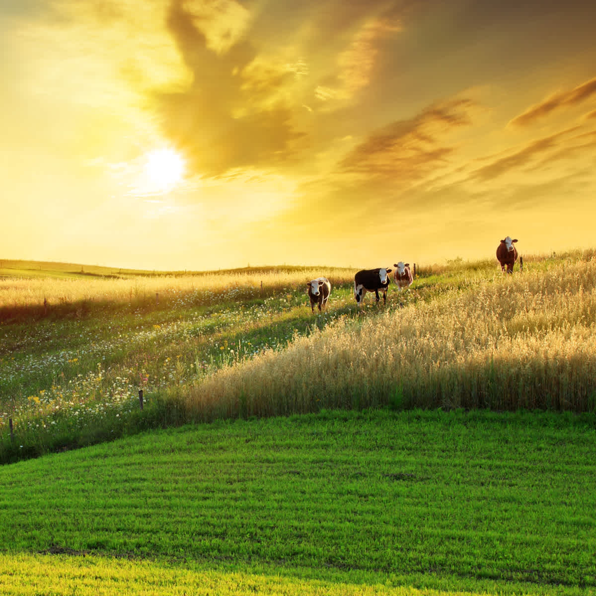 Cows in a grass field