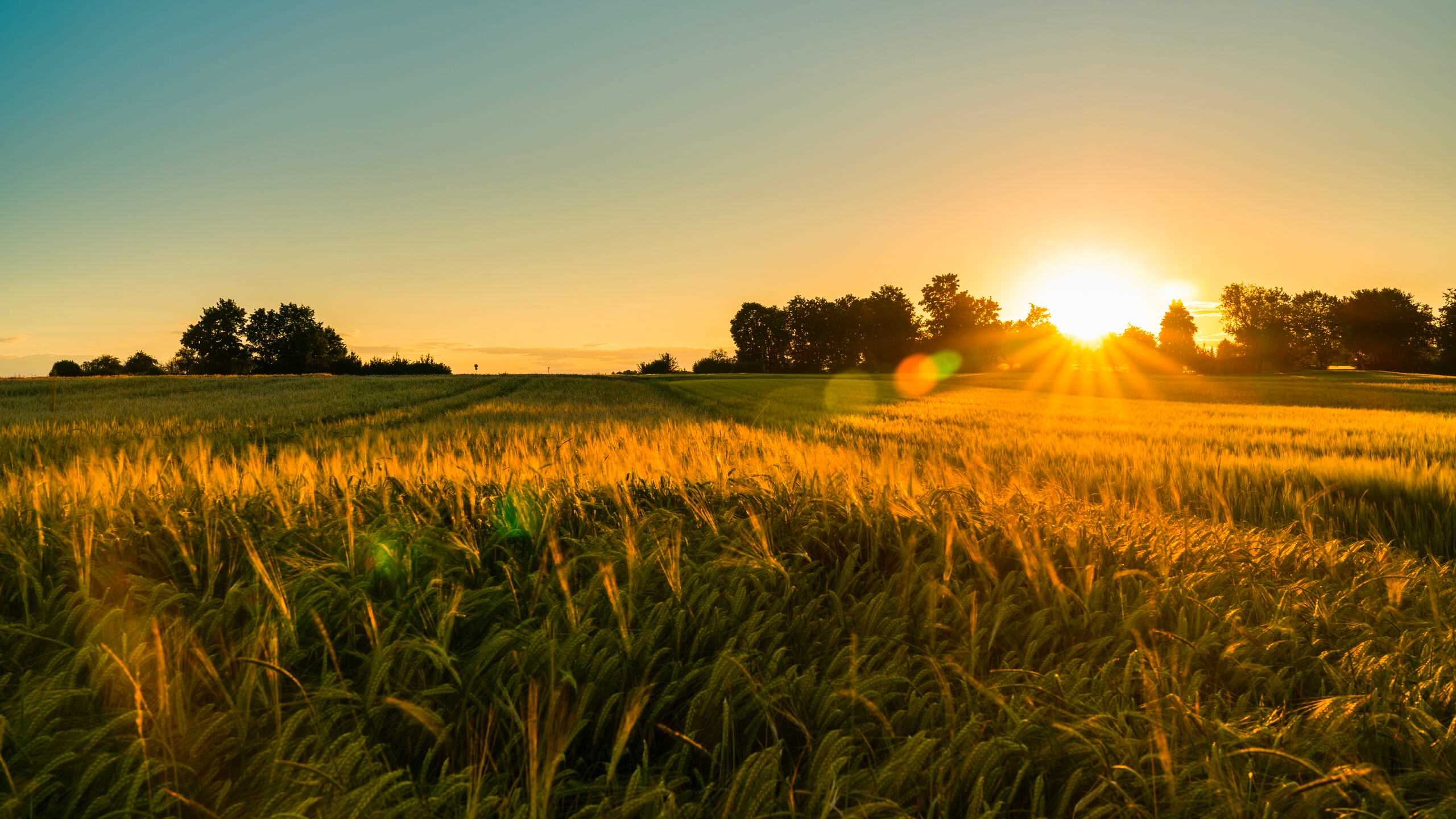 Beautiful grassland at sunset