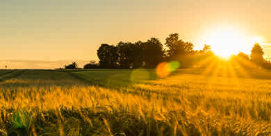 Farm at sunset