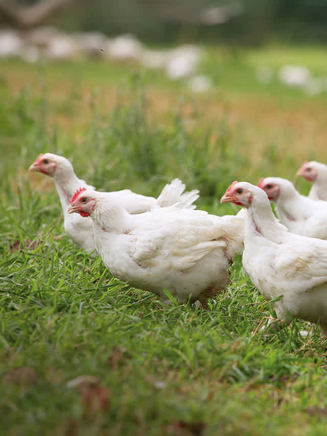 Several white chickens foraging in a sunny field, surrounded by grass and wildflowers.