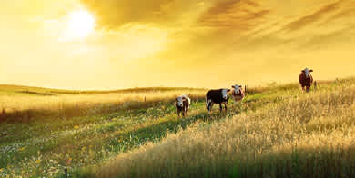 Cows in a grass field