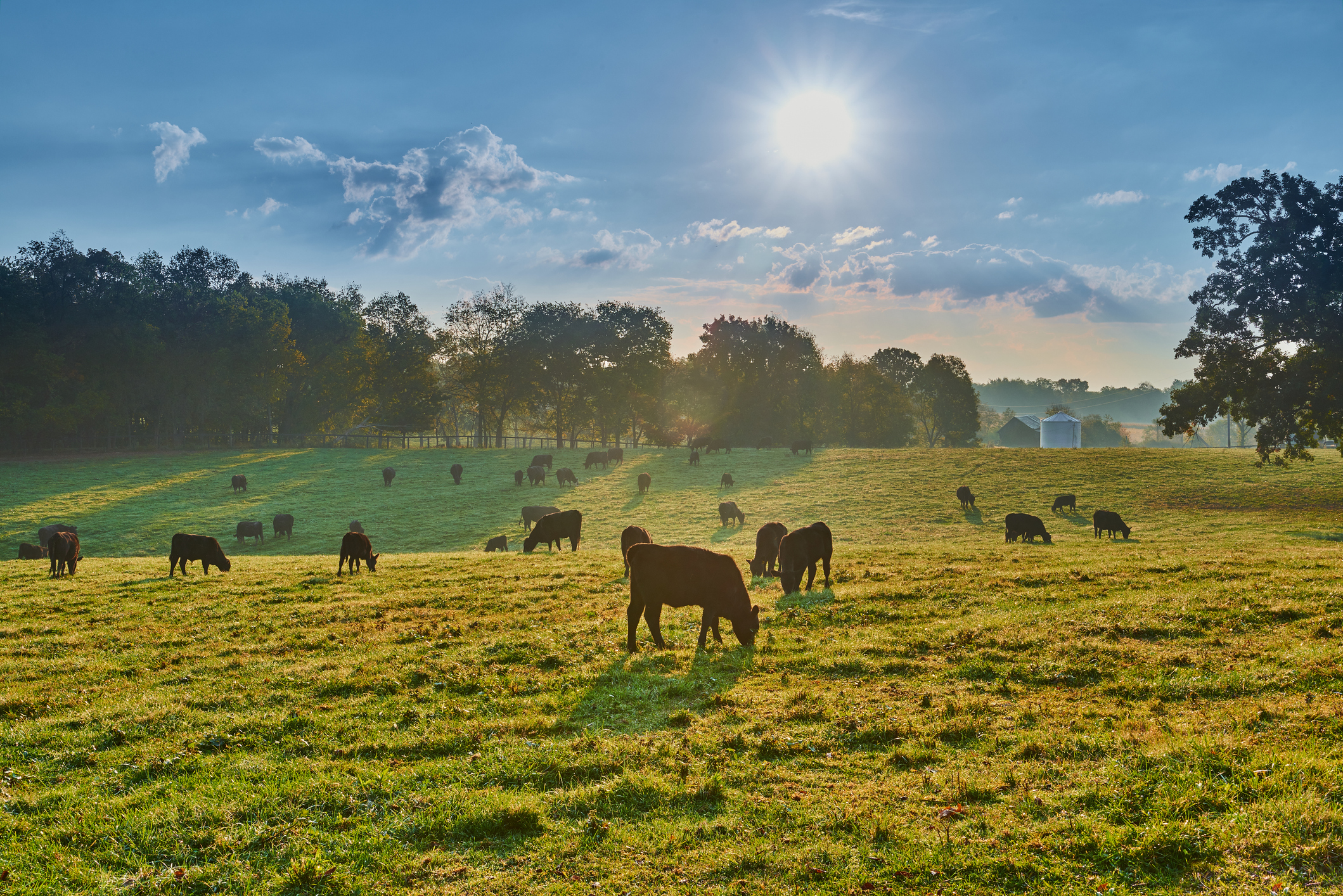 Cow in field