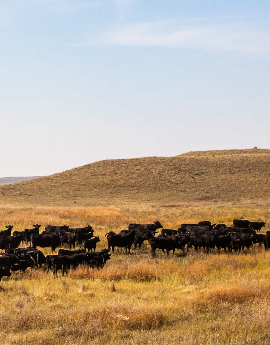 Cows grazing in a pasture.