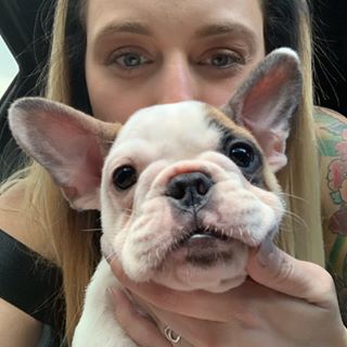 Avatar for kilo_frenchbully