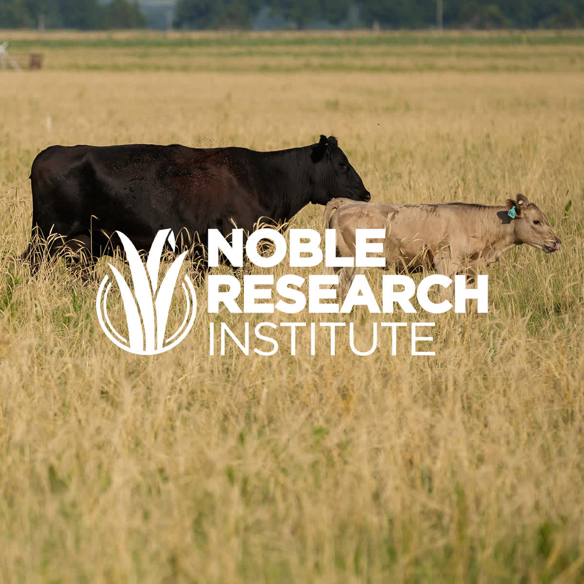 Noble Research Institute
