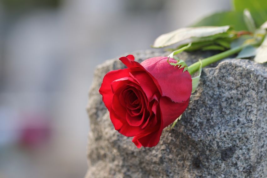 Red Rose