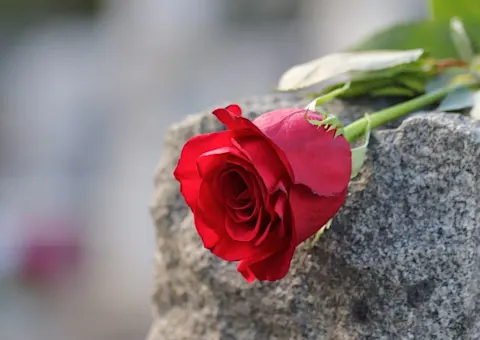 Red Rose