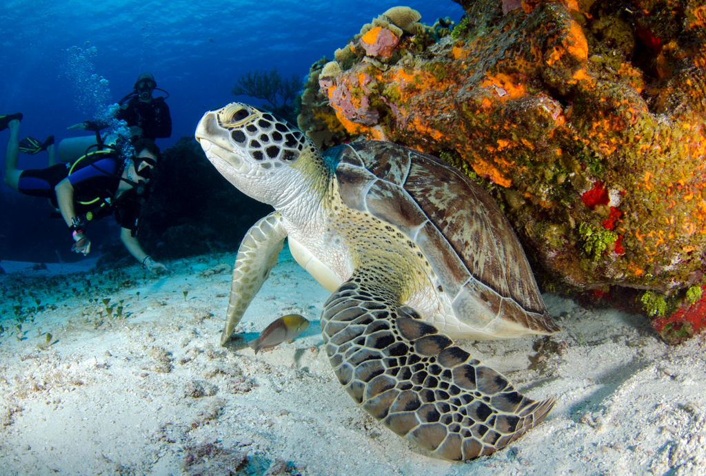 SXM - Discover