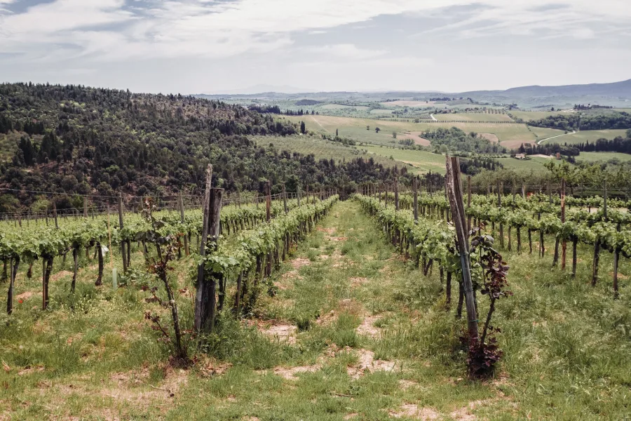Immerse yourself in Italian wine country.