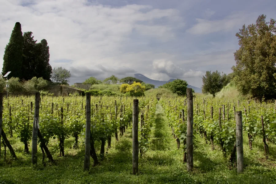 Beautiful vineyard at the slopes of Mount Vesuvius.