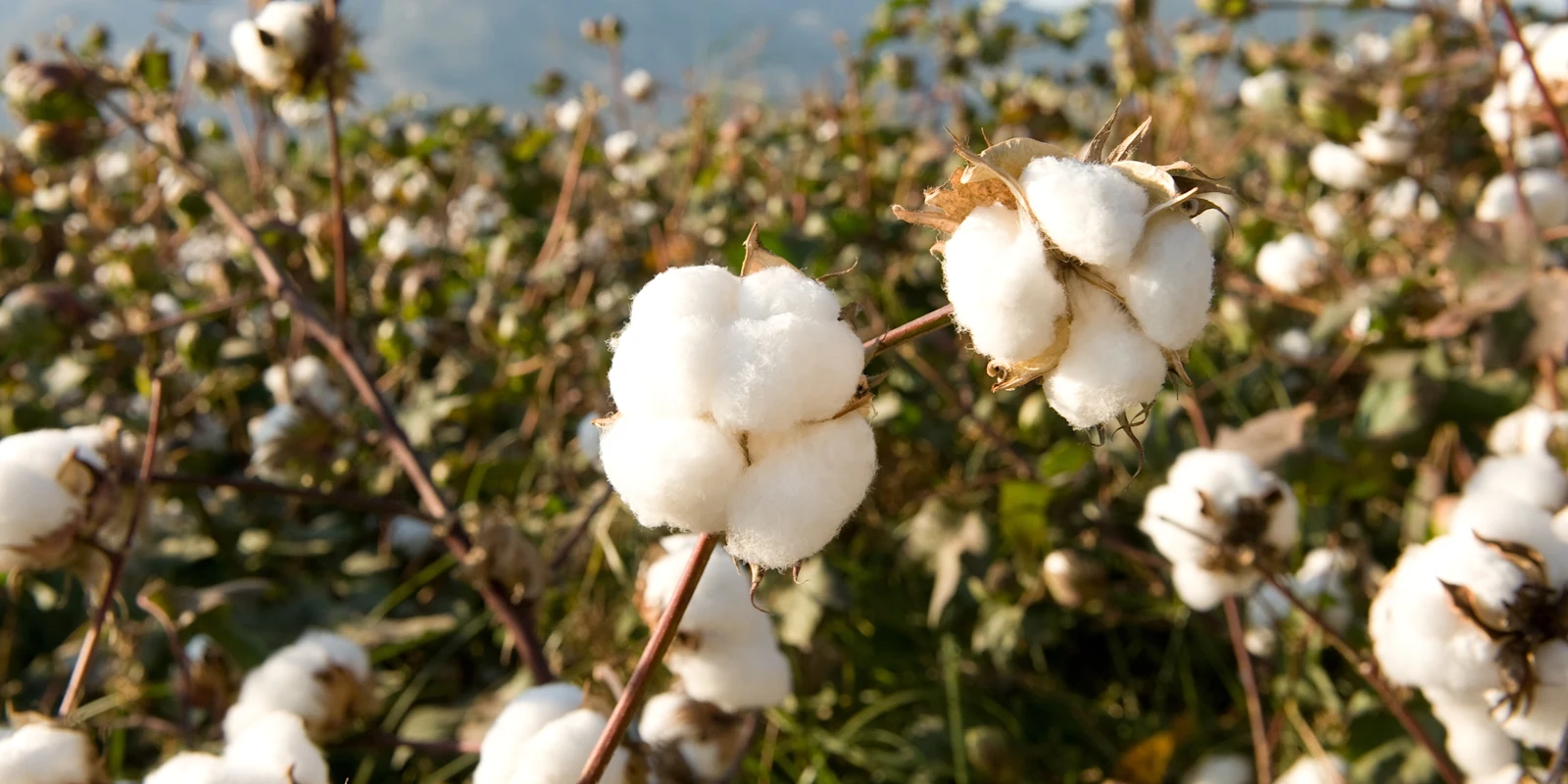 Nahaufnahme von reifen Baumwollpflanzen auf einem Feld bei Sonnenschein. Nahaufnahme von reifen Baumwollpflanzen auf einem Feld bei Sonnenschein.