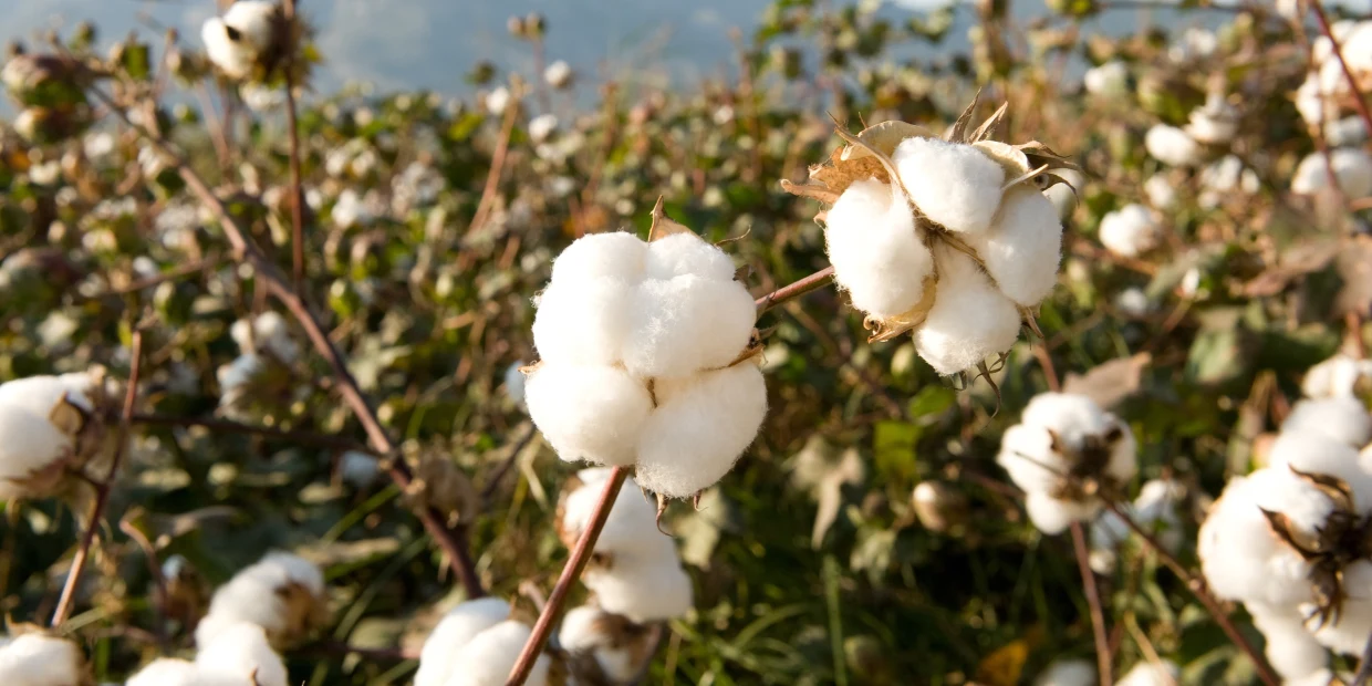 Katoenplanten met witte katoenbollen in een veld onder zonnige omstandigheden. Katoenplanten met witte katoenbollen in een veld onder zonnige omstandigheden.