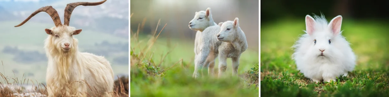 Bild zeigt eine Ziege mit großen Hörnern, zwei Lämmer und ein weißes Kaninchen auf einer grünen Wiese. Bild zeigt eine Ziege mit großen Hörnern, zwei Lämmer und ein weißes Kaninchen auf einer grünen Wiese.