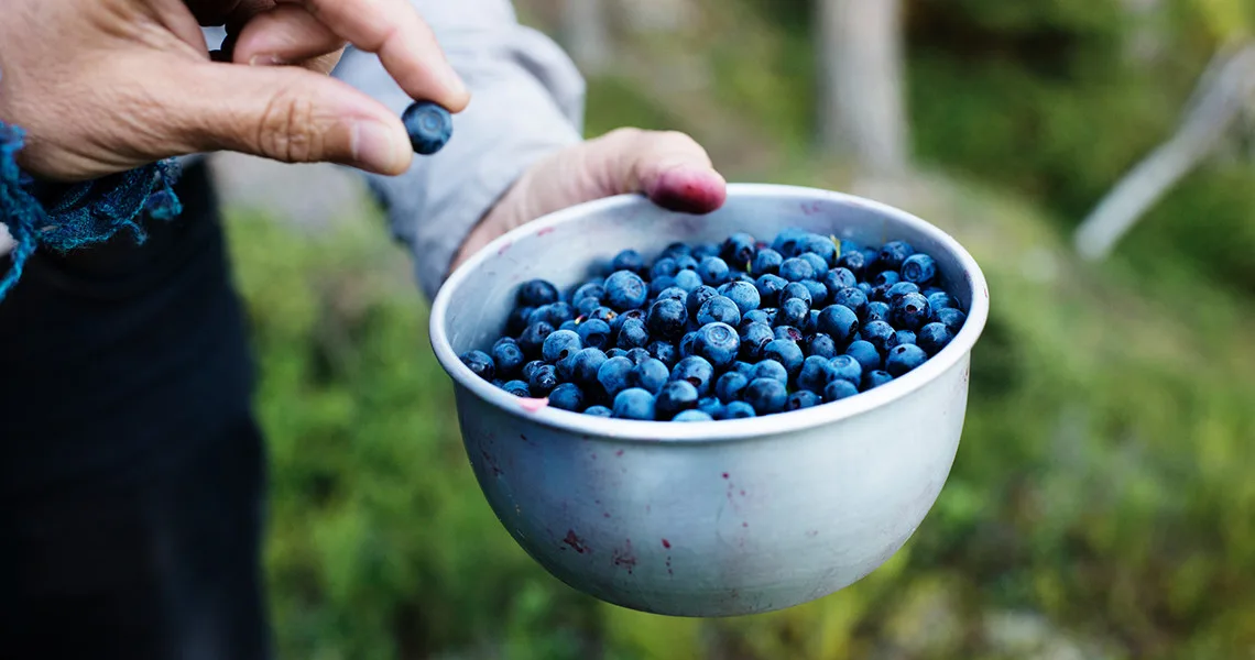 To personer samler blåbær på deres efterårsferie i Sydsverige