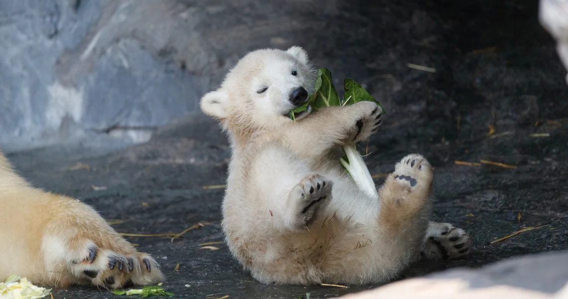 Isbjörnsunge äter sallad på Köpenhamn ZOO.