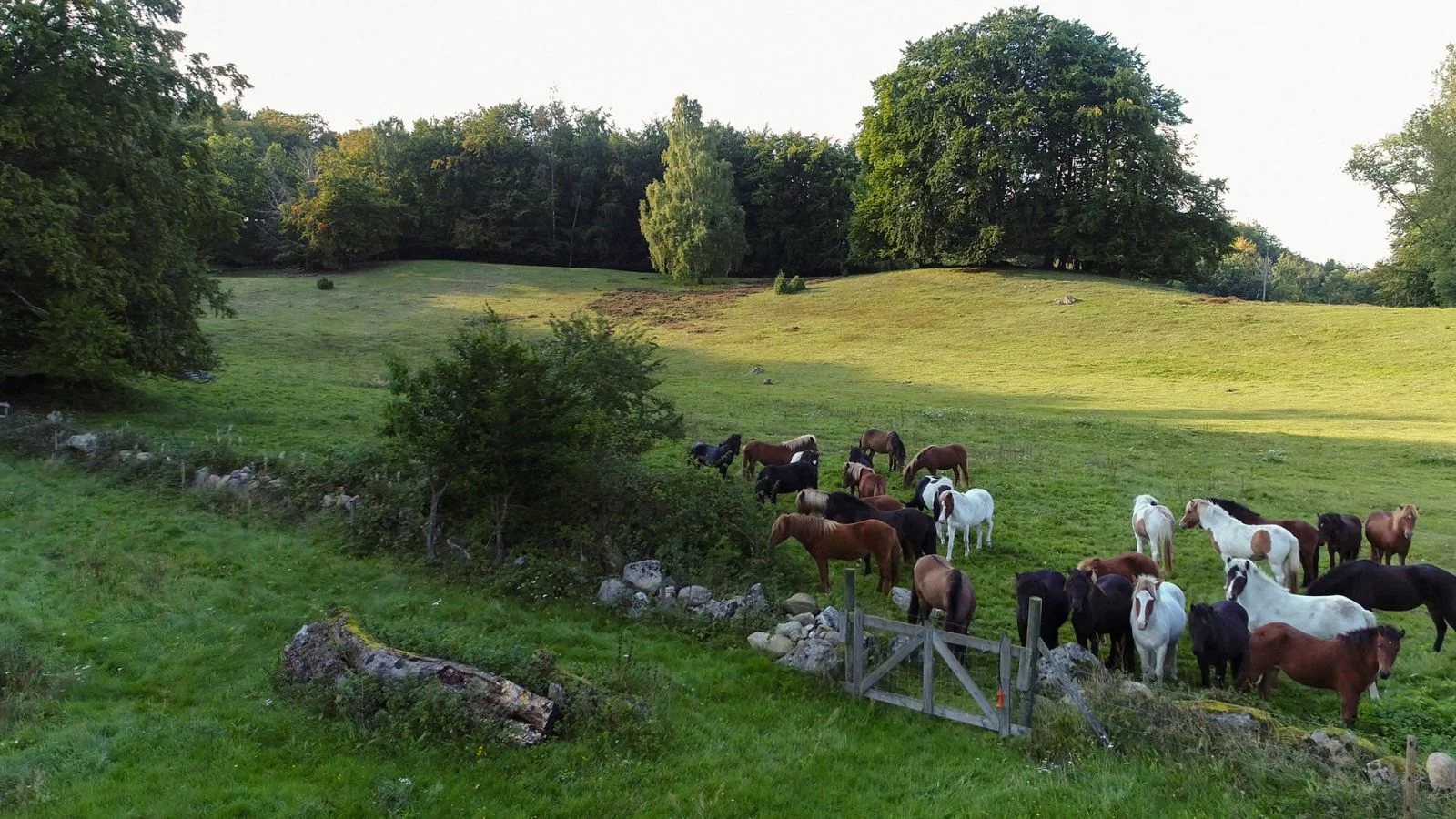 Drakamöllan natur