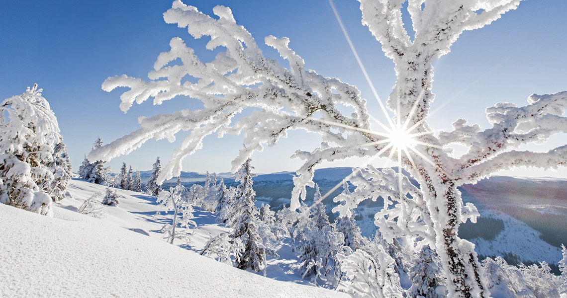 Et vinterlandskab med sneklædte træer og bjerge badet i solskin, hvor solens stråler bryder igennem grene dækket af sne, hvilket skaber en smuk og glitrende vinterdag. Ski.