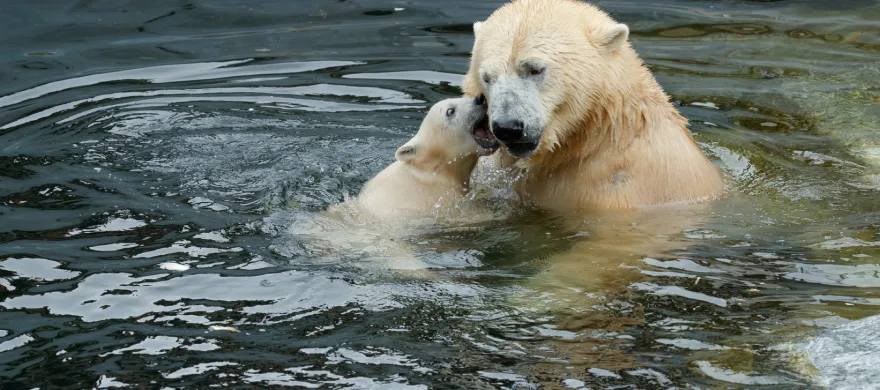 Isbjörn i Köpenhamns zoo som leker med sin isbjörnunge