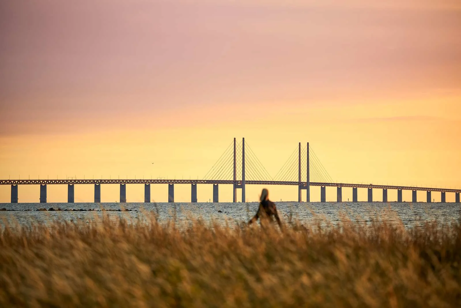 Människa som går längs havet med Øresundsbron i bakgrunden.