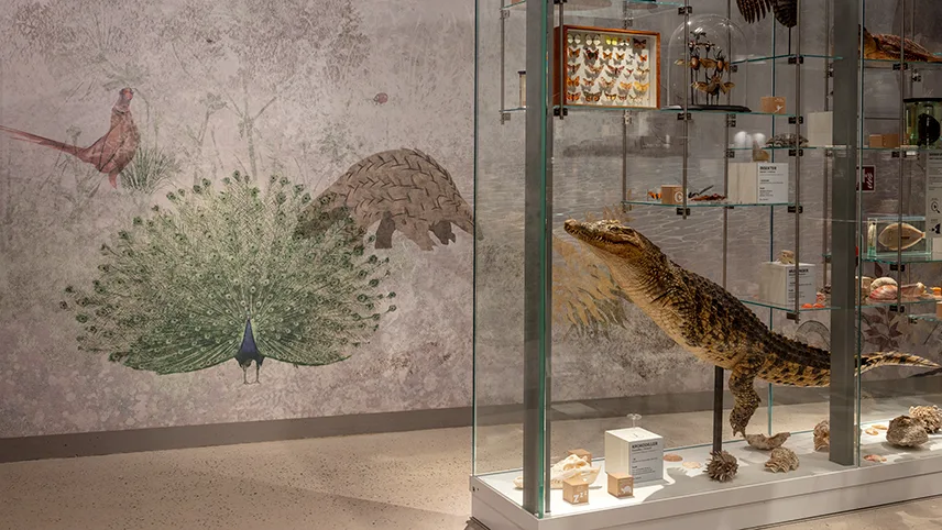 Bild på glasmontrar med olika utställningsföremål, bland annat en krokodil.