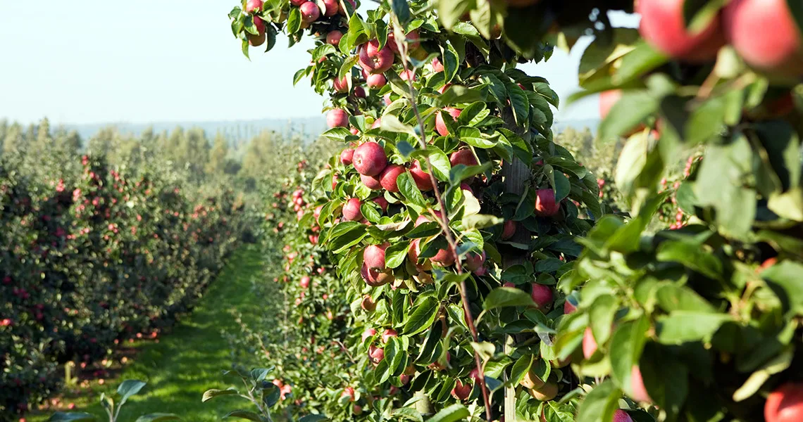 Æbledyrkning ved Kivik i Österlen.