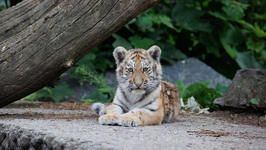 En söt tigerunge ligger vid en trädstam och tittar in i kameran.