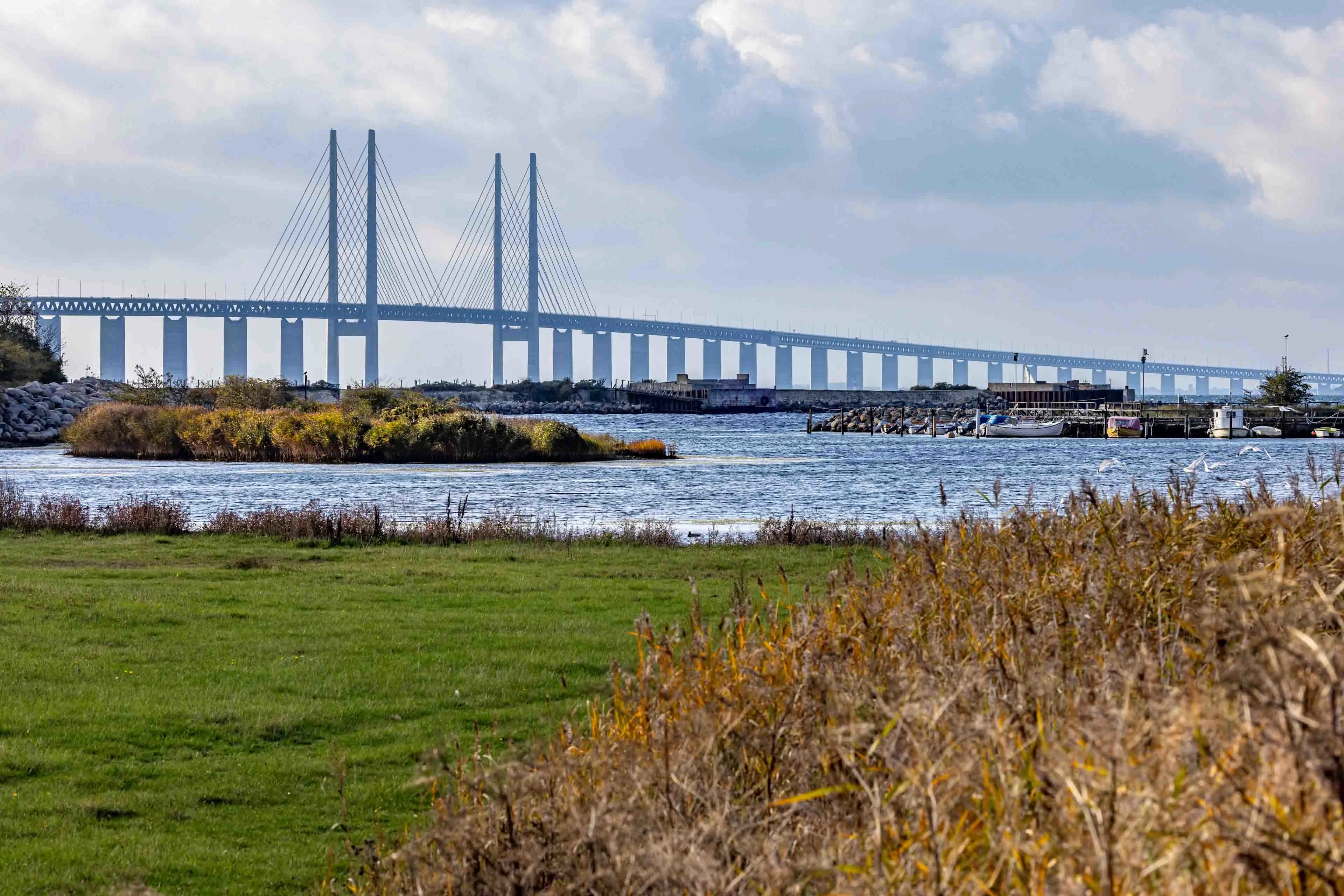 Øresundsbron i bakgrunden under blå himmel med natur i förgrunden.