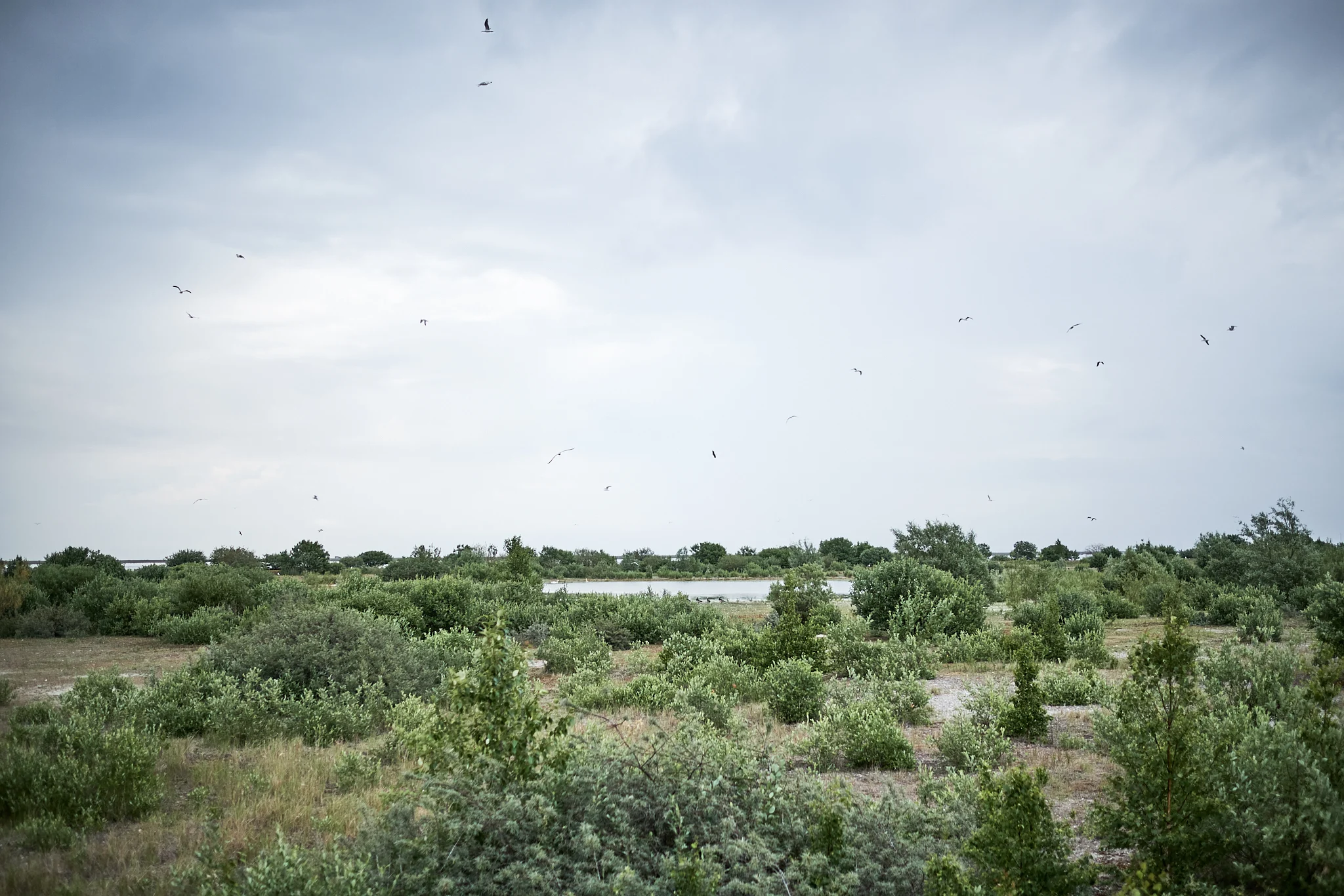 Peberholm with green nature and vibrant wildlife.