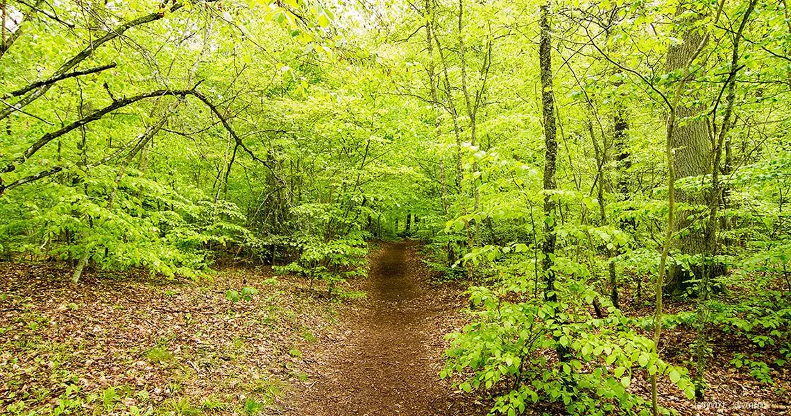 En skovsti omgivet af tæt, frodig grøn vegetation i Åhus