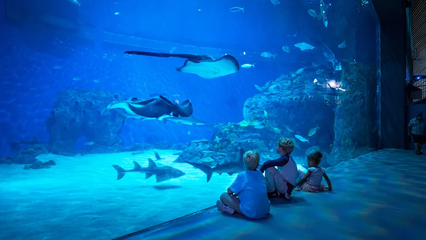 Barn som tittar på fiskar i undervattenstunneln på Den Blå Planet.