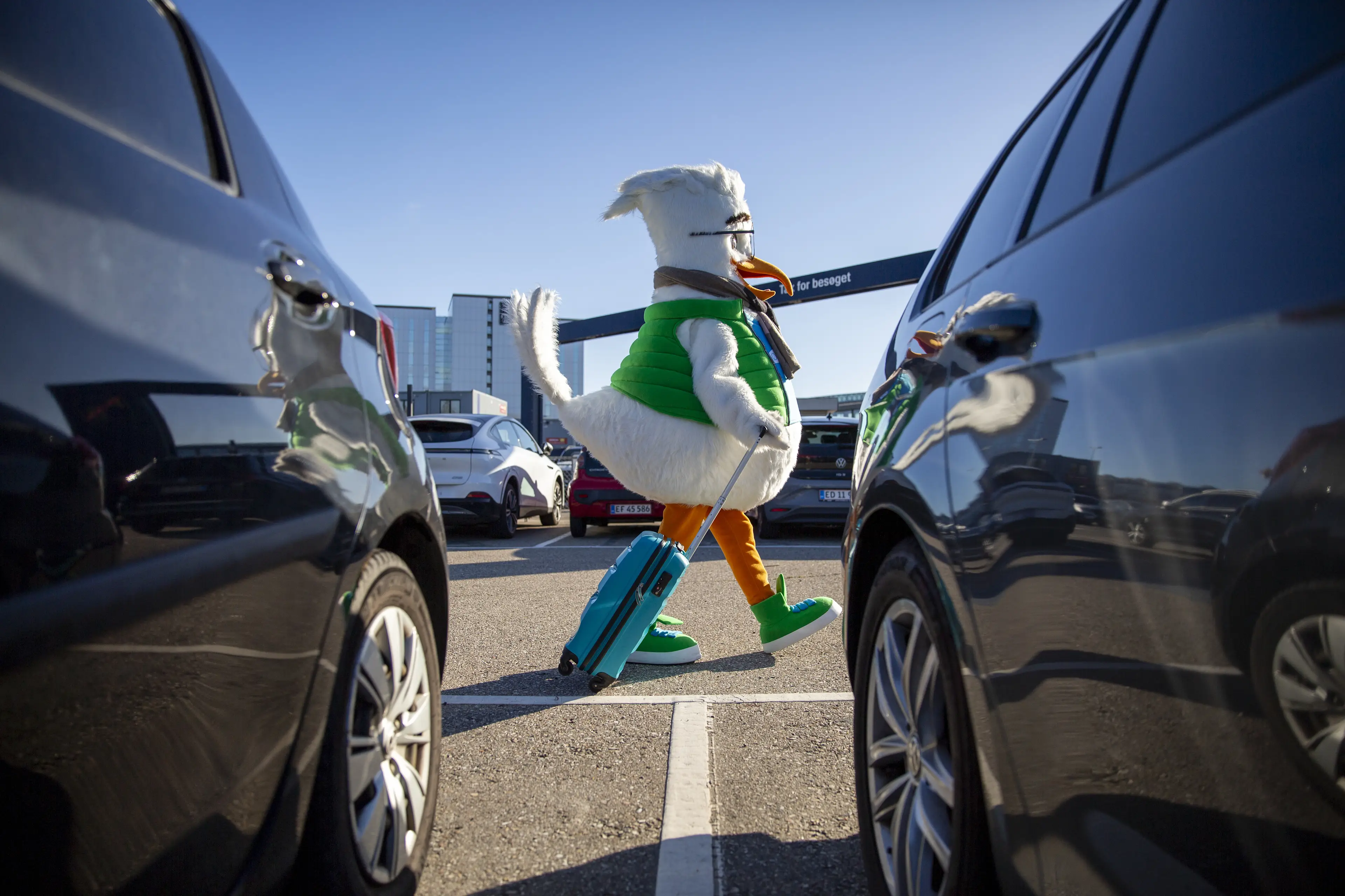 ØresundGO-maskoten Gustav går över parkeringsplatsen med en blå kabinväska i handen. Han har en halsduk runt halsen och är på väg till terminalen.