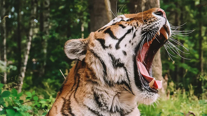 Närbild på en tiger som gäspar.