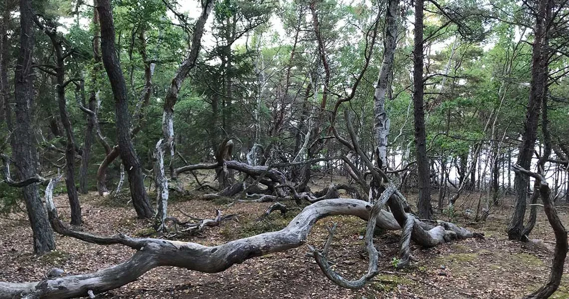 Trollskogen på Øland