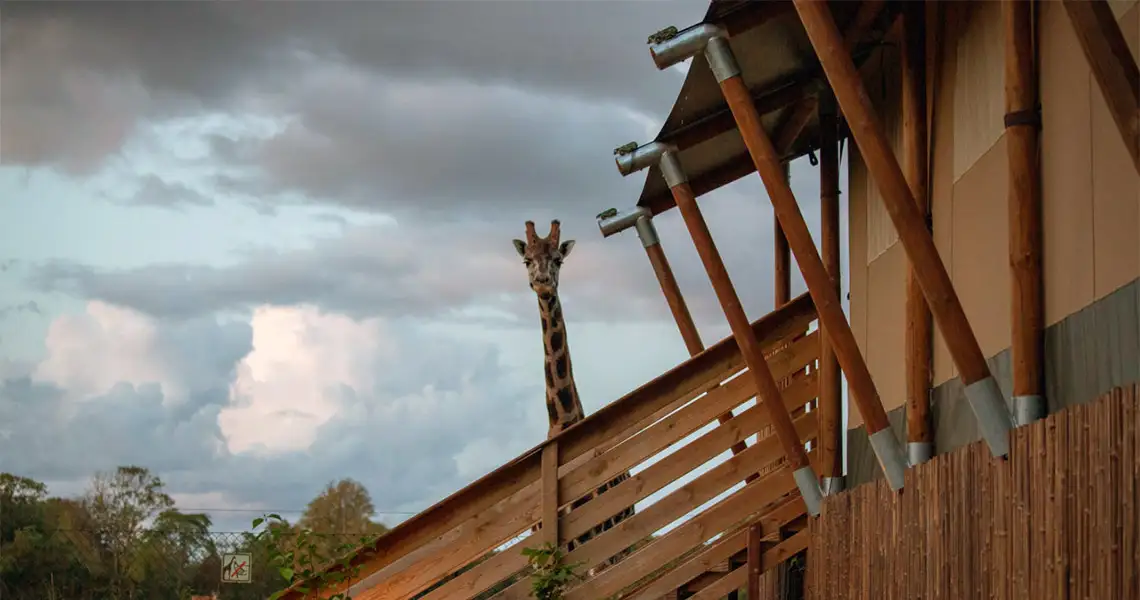 En giraff tittar upp över en trappa upp till ett av campingens savanntält.