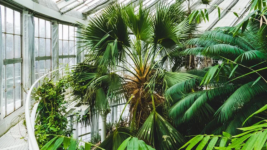 Palmer längst upp i växthuset i Botanisk Have