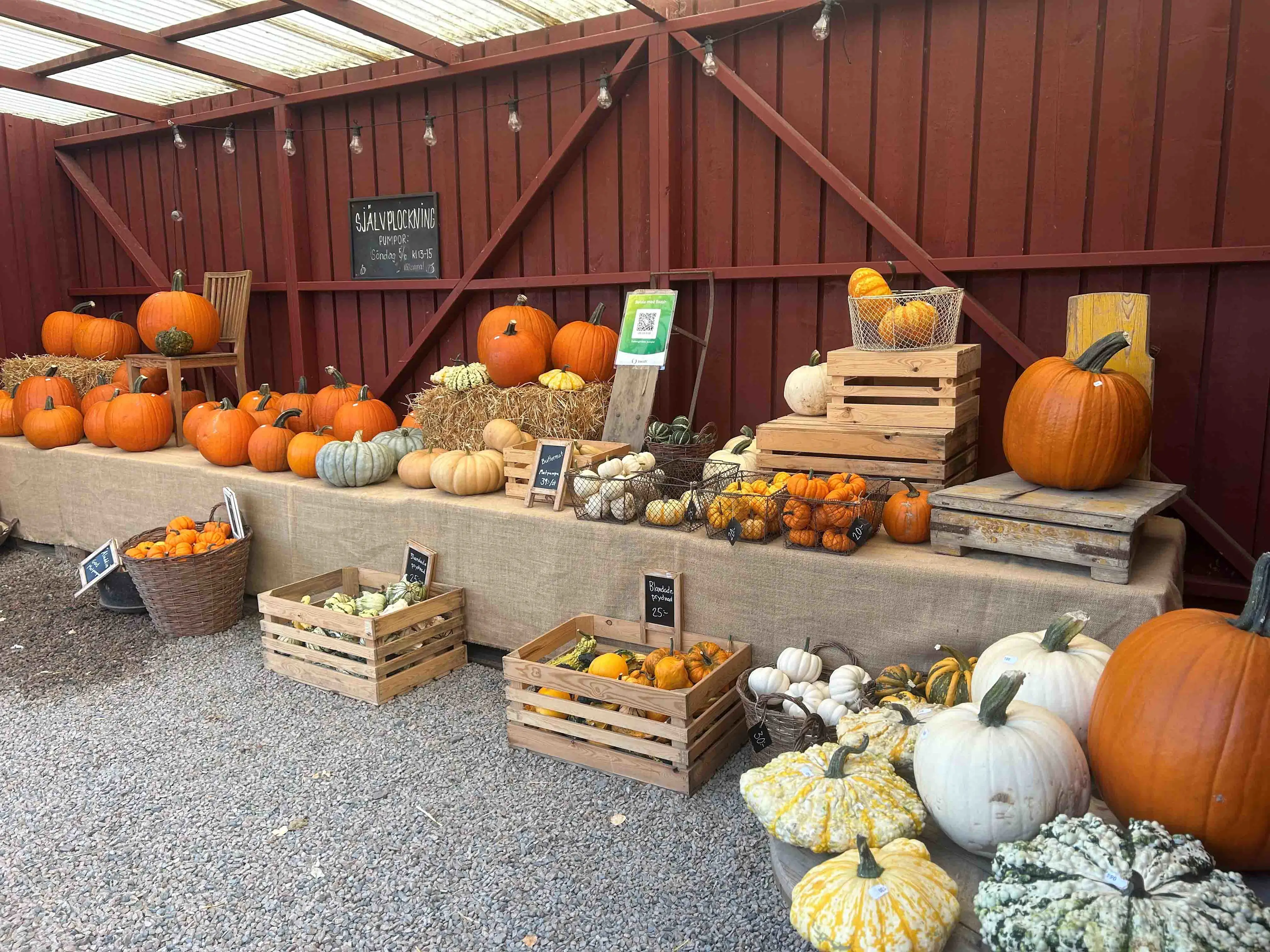 Græskarbutik hos Hallongården
