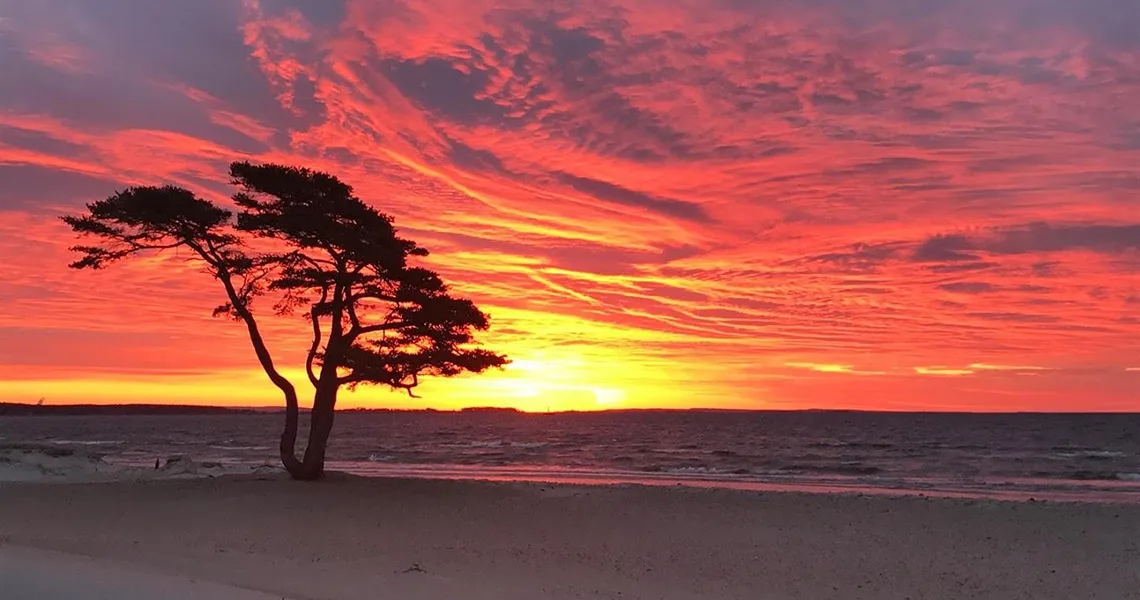 Solnedgang ved stranden i Åhus, med et ensomt træ silhuetteret mod en dramatisk rød og orange himmel