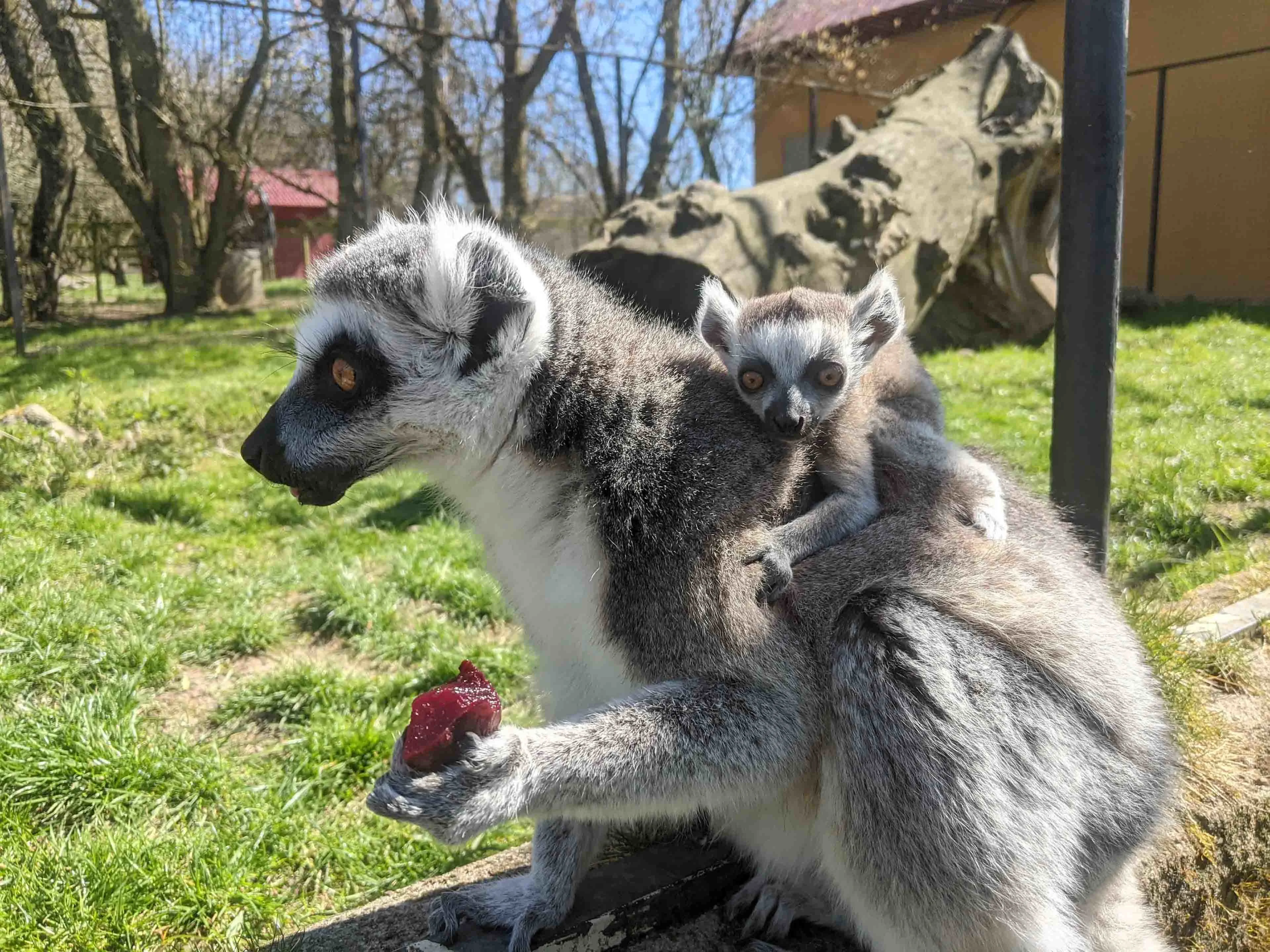 Lemur med lemurunge på ryggen hos Ystad Djurpark.