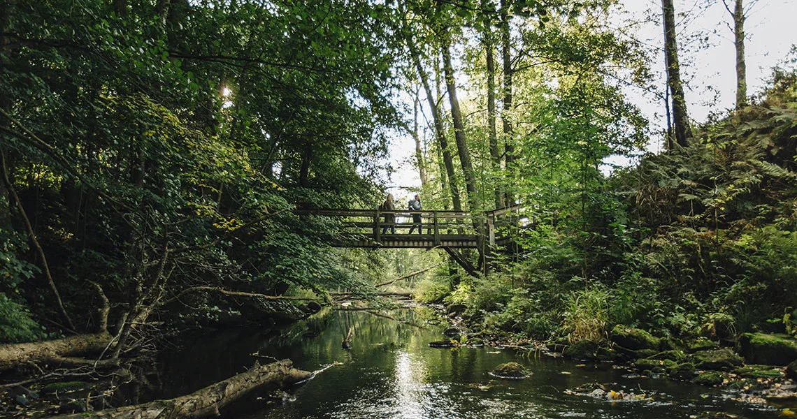 Vandrere går på en bro over en flod med skov på begge sider.