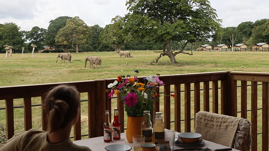 Besökare sitter på altanen till ett safaritält och tittar på elefanterna.