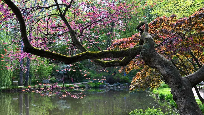 Blommande körsbärsträd, lummiga gröna träd och blankt vatten i den japanska trädgården i Planten un Blomen.