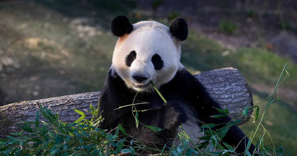 Panda som äter gräs på Köpenhamn ZOO.