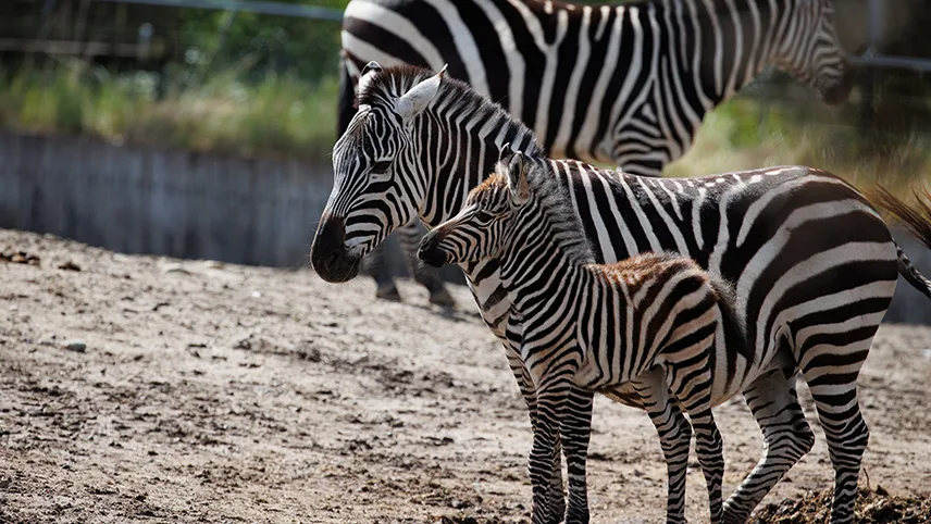 Ett av årets zebraföl tillsammans med sin mamma i hagen.