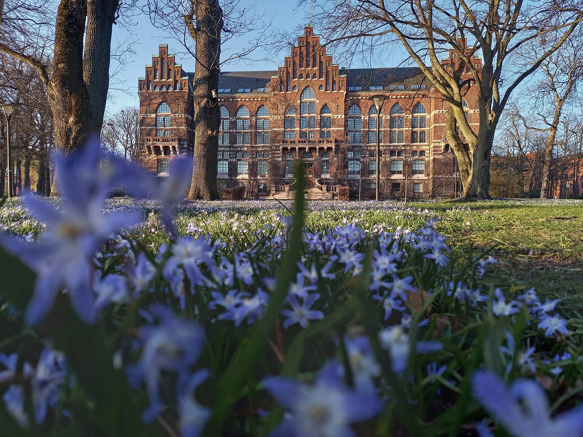 Den smukke gamle bygning, Lunds Universitetsbibliotek set om foråret med blå himmel og forårsblomster.